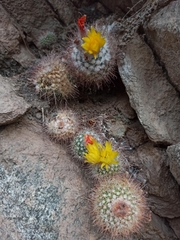Parodia microsperma