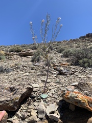 Thelypodiopsis elegans