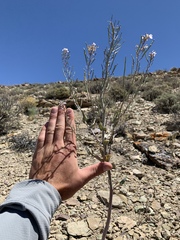 Thelypodiopsis elegans