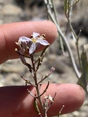 Thelypodiopsis elegans