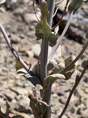 Thelypodiopsis elegans