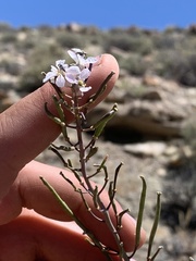 Thelypodiopsis elegans