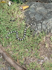 Laticauda saintgironsi