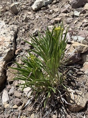 Petradoria pumila
