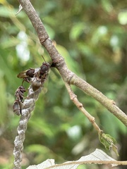 Ropalidia revolutionalis