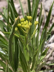 Petradoria pumila