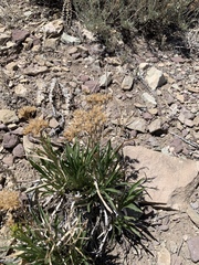 Petradoria pumila