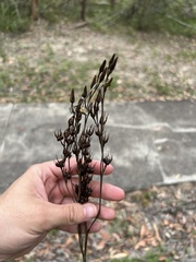 Haemodorum austroqueenslandicum