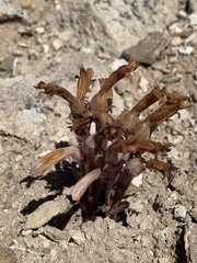 Aphyllon fasciculatum