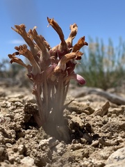 Aphyllon fasciculatum