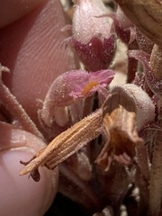 Aphyllon fasciculatum