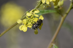 Eristalini