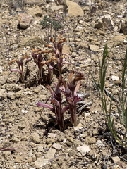 Aphyllon fasciculatum