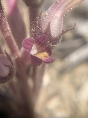 Aphyllon fasciculatum