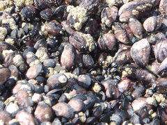 Perumytilus purpuratus