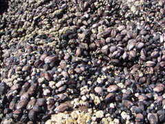 Perumytilus purpuratus