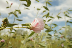 Gossypium sturtianum