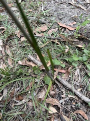 Haemodorum austroqueenslandicum