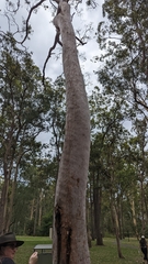 Angophora leiocarpa
