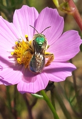 Paragapostemon coelestinus