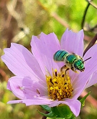 Paragapostemon coelestinus