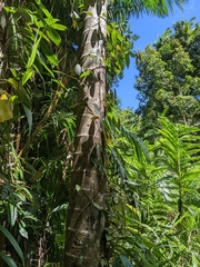 Archontophoenix alexandrae