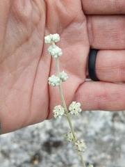 Buddleja racemosa