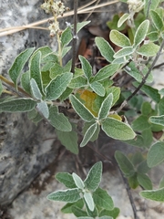 Buddleja racemosa