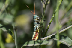 Melanoplus thomasi