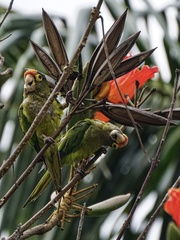 Eupsittula canicularis
