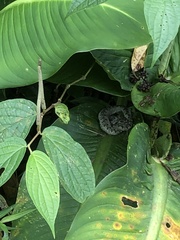 Bothriechis schlegelii