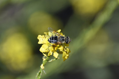Eristalina
