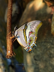Polyura schreiber