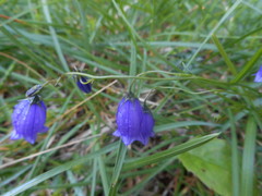Campanula cespitosa