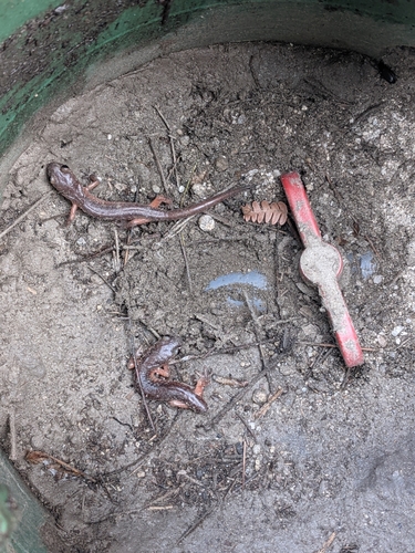 iNaturalist observation photo of Ensatina
