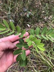 Senna pendula glabrata