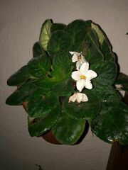 Streptocarpus ionanthus