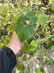 Ampelopsis cordata