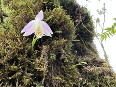 Pleione hookeriana