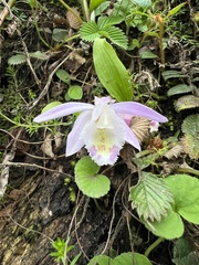 Pleione hookeriana