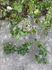 Ampelopsis cordata