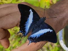 Polyura schreiber