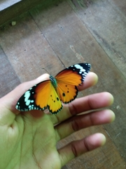 Danaus chrysippus chrysippus