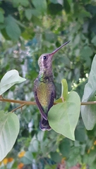 Cynanthus latirostris