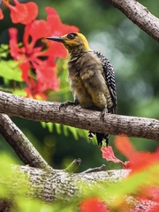 Melanerpes chrysogenys