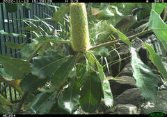 Philemon buceroides