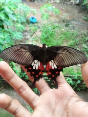 Papilio polytes romulus