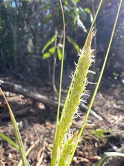 Carex wahuensis