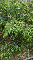Petalostigma triloculare