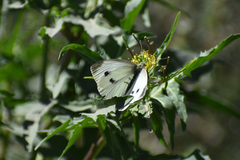 Pieris rapae rapae